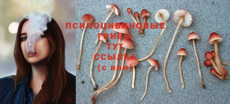 MEGA   наркотики  Киренск  Галлюциногенные грибы Psilocybe 